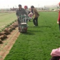 草坪修剪的質(zhì)量取決于所用剪草機(jī)的類型