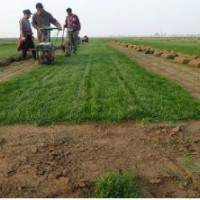 石家莊草坪報價