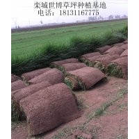 晉城草坪 臨汾草坪 離石草坪