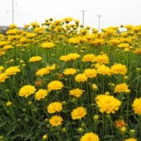 山東苗木基地 大量出售金雞菊