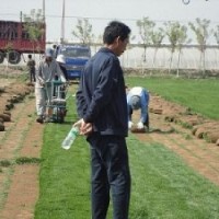 高爾夫球場(chǎng)草皮種植