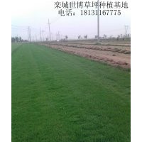 駐馬店草坪|三門(mén)峽草坪|草坪基地