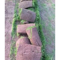 草坪-速生楊出售