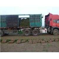 河北冷季型草皮