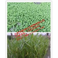 供應(yīng)水生植物狐尾藻，推薦懿鴻水生植物