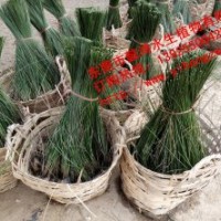 供應(yīng)水生植物紙莎草，推薦懿鴻水生植物