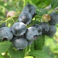 潮州市藍(lán)莓苗,仁源農(nóng)業(yè)科技,矮叢藍(lán)莓苗