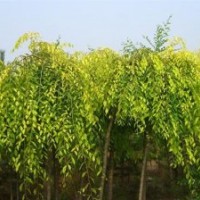 河北金葉垂榆、彩葉園林、金葉垂榆繁育