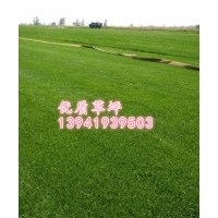 大連盤錦丹東哪產(chǎn)哪賣草坪