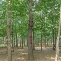 臨沂銀杏綠化工程苗_銀杏綠化工程苗_銘園銀杏(查看)