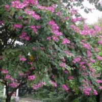 綠化苗木|鑫森源|山東綠化苗木