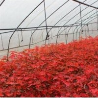 美國紅楓幼苗平批發(fā)|美國紅楓幼苗供應(yīng)商|金圣園林秋火焰