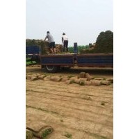 供應(yīng)冷季型草坪