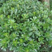 連云港海桐|宿遷市四秀苗木|海桐球