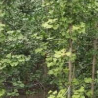 10cm銀杏樹苗、銀杏樹、盛緣銀杏(查看)