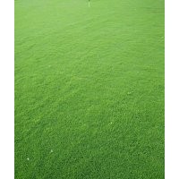 無(wú)土沙草坪