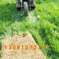 石家莊草坪種植