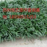 長期供應(yīng)馬尼拉，百慕大等