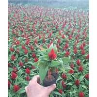 山東雞冠花基地 雞冠花價(jià)格 雞冠花圖片 雞冠花品種大全 雞冠花