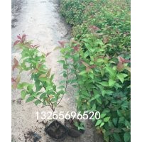 繡線菊價(jià)格 繡線菊品種大全 供應(yīng)繡線菊 繡線菊批發(fā)