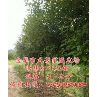 高桿紅葉石楠批發(fā)|高桿紅葉石楠|【元芳家庭農(nóng)