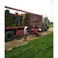 草坪 早熟禾 草皮 冷季型