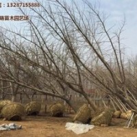 25公分實生銀杏樹價格、銀杏樹價格、綠萌銀杏(多圖)