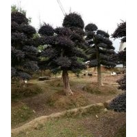 長沙紅花繼木樁、紅花繼木樁、萬達苗圃(多圖)