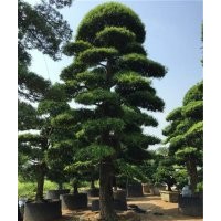 20公分造型羅漢松|造型羅漢松|萬達苗圃(查看)