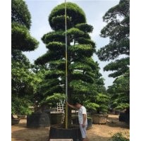 萬達苗圃|造型羅漢松|15公分造型羅漢松