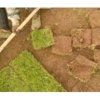 廣西防城港欽州東興哪里馬尼拉草