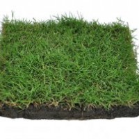 耐踐踏百慕大果嶺草綠化草坪草免修剪草皮