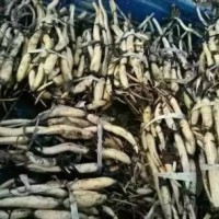 大量出售開花荷花