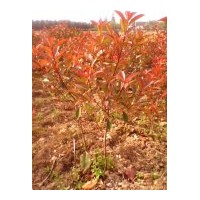 供應(yīng)紅葉石楠小毛球