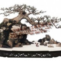 對節(jié)白蠟盆景,對節(jié)白蠟精品盆景