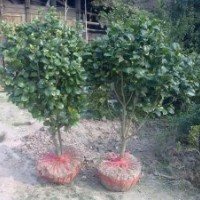 湖南名品茶花低價(jià)供應(yīng)