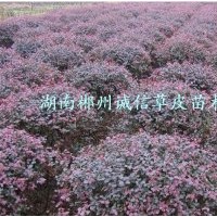 紅桎木球 批發(fā)紅桎木球 自產(chǎn)自銷