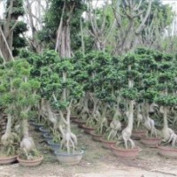 供應(yīng)漳州精品人參榕樹(shù)盆景