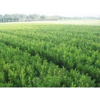 共你所求 應你所要黃楊小苗 球 樹,紅葉石楠苗 球 樹,紫薇 1-15cm