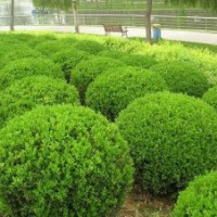 冠幅4m小葉黃楊球