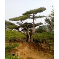 造型松；平頂松