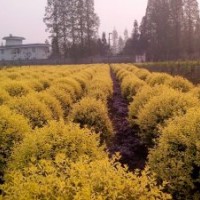 供應(yīng)各種規(guī)格金禾女貞球