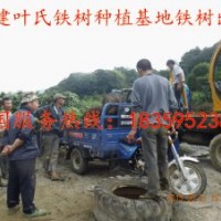 供應(yīng)福建泉州鐵樹 福建泉州鐵樹供應(yīng) 泉州鐵樹價(jià)格 莆田鐵樹批發(fā)