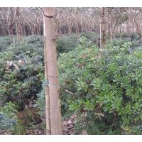 800棵海桐袋苗出售
