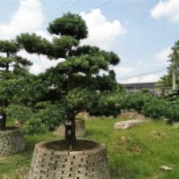 廣東精品羅漢松金錢松便宜供應(yīng)園林景觀樹