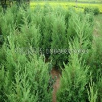 江蘇地區(qū)***的檜柏球種植基地在哪里？