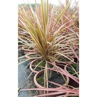 盤(pán)子七彩馬尾鐵