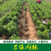 膠東衛(wèi)矛球