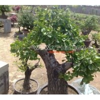 供銀杏樹盆景 樹形漂亮