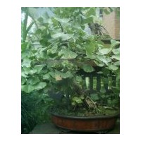 出售銀杏盆景 銀杏樹盆景